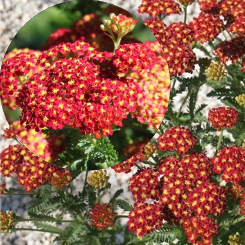 Achillea millefolium 'Summer Fruits Carmine' - Harilik raudrohi 'Summer Fruits Carmine'